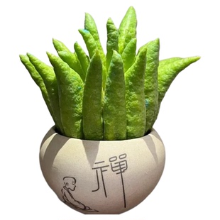 带枝水培佛手柑清供观赏水培把玩插花佛手果新鲜现摘现发香橼佛手