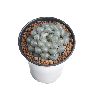 OB1紫肌孔明灯潘氏冰灯 玉露十二卷多肉植物盆栽一物一拍