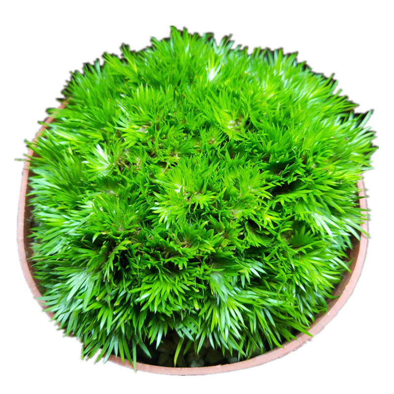 菖蒲苗水培黄金极姬金钱菖蒲草贵船苔天鹅绒龙根老桩附石虎须盆景