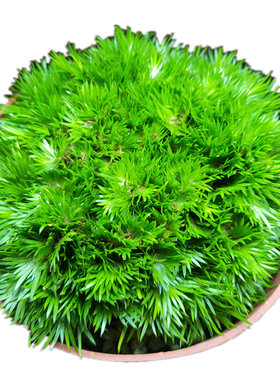 黄金极姬天鹅绒龙根附石菖蒲草