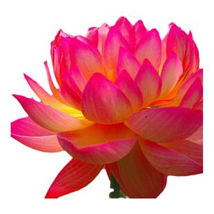 大型荷花种子高产莲子莲藕种子食用大田池塘盆栽观赏莲花卉种子