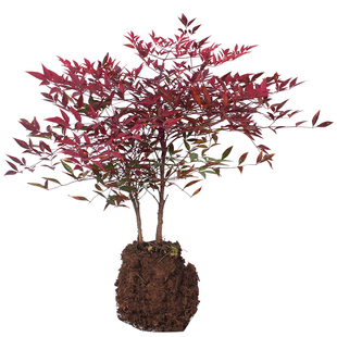 南天竹老桩火焰南天竹盆栽丛生老桩苗庭院南北方室外耐寒耐冻造景