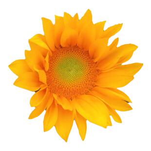 进口文森特清新向日葵种籽四季盆栽花店同款种子孑庭院花海观赏葵