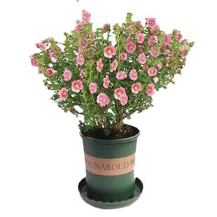 小木槿棒棒糖形月季花苗蓝雪花盆栽花期带花苞阳台植物好养花卉