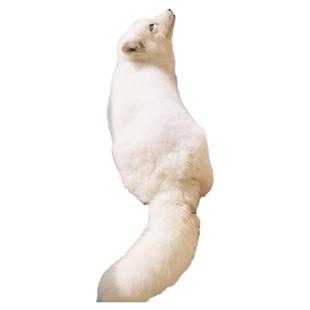 涂山尼克 24年宠物狐狸活体宝宝包邮现货白金冰岛狐北极雪狐白狐