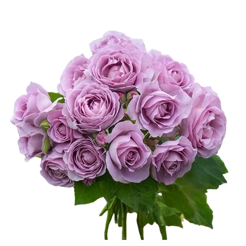 ���ٵĻ�԰ ��ɫ�籩�¼����� ���� ��ֱ̨����ľ���� 20.68Ԫ