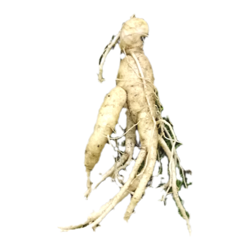 长白山人参活苗人参籽种植盆栽