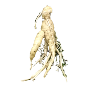 长白山人参苗人参活苗子带土人参盆栽秧苗人参籽种子籽种植野生