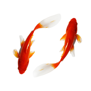 草金鱼活鱼锦鲤鱼苗观赏鱼淡水鱼冷水鱼小型耐活活体小金鱼红草金