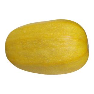 崇明岛新鲜角瓜搅瓜绞瓜金丝瓜鱼翅瓜黄金瓜金瓜茭瓜凉拌瓜绞丝瓜