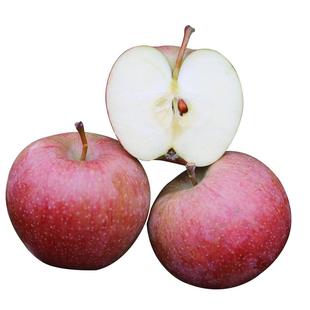 密农人家 密云正宗小国光苹果 新鲜酸甜水果 国光苹果老品种 包邮