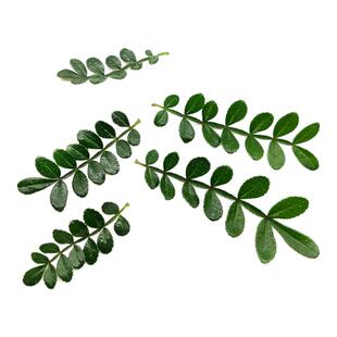 新鲜清香木 胡椒木 香叶子 约50片 食用冷艺日料西餐酒店摆盘装饰