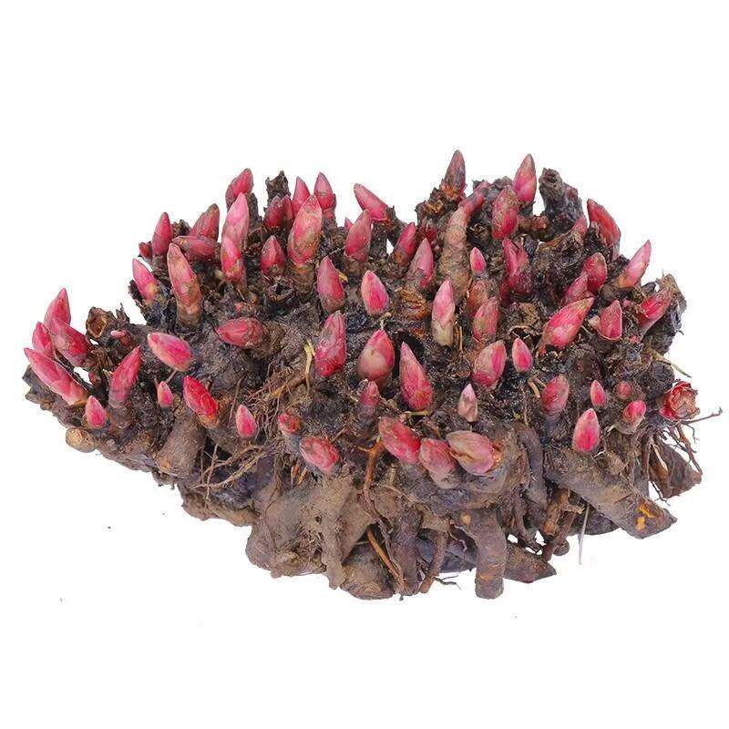 重瓣带芽芍药花苗牡丹花四季开花