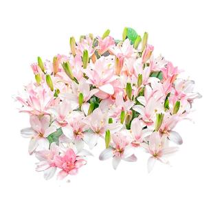 香水百合种球重瓣室内耐寒花卉绿植室外小盆栽摆件适合冬天种的花