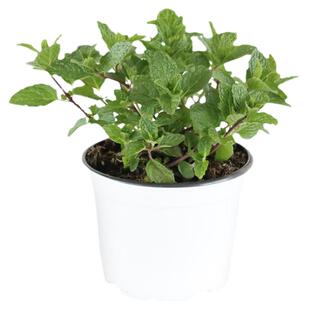 克拉香草32种薄荷留兰香苹果糖果草莓柠檬薄荷泡茶食用耐寒盆栽