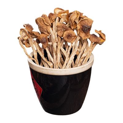 2025云南农家茶树菇干货甄选不开伞切根新鲜茶薪菇香菇蘑菇250g