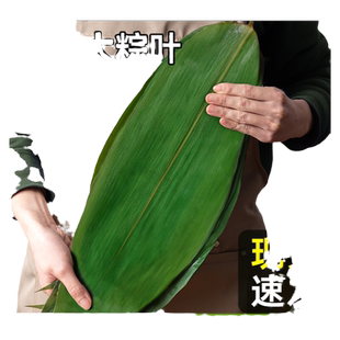 粽子叶新鲜大粽叶免邮商用批发包粽子的叶子宽箬棕叶干粽叶端午节