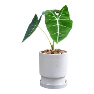 PHYSIS海芋系列绿天鹅绒海芋ins网红植物