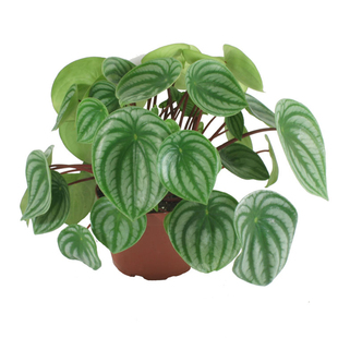 Peperomia argyreia新奇室内绿植盆栽趣味观叶客厅植物西瓜皮椒草