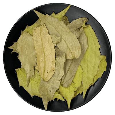 大片功劳叶手工筛选干货中药材