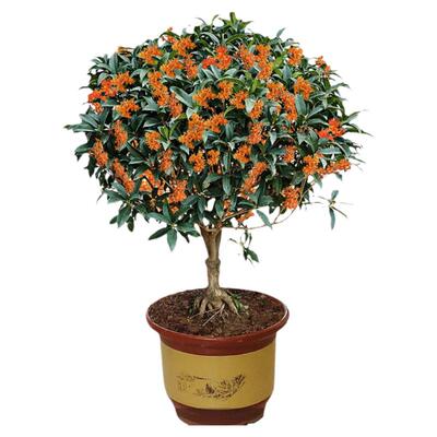 室内庭院桂花树苗绿植阳台盆栽