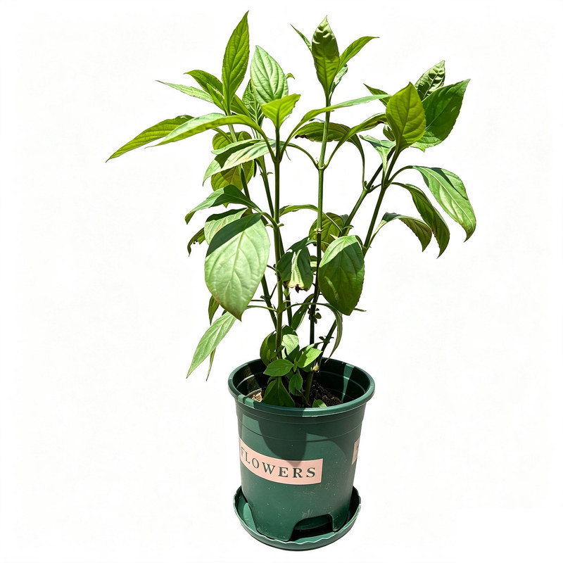 南板蓝根种植苗清热染靛蓝