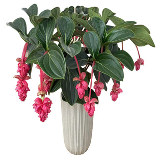 进口宝莲灯盆栽花卉好养室内高档植物年宵花礼品花大型植物带花苞