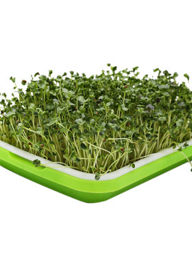 四季芽苗菜种子豌豆小麦草种植盘
