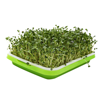 四季芽苗菜种子豌豆小麦草种植盘