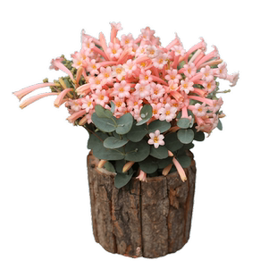 海蒂的花园旗舰店垂筒花多年生易养阳台庭院球根花卉植物盆栽苗