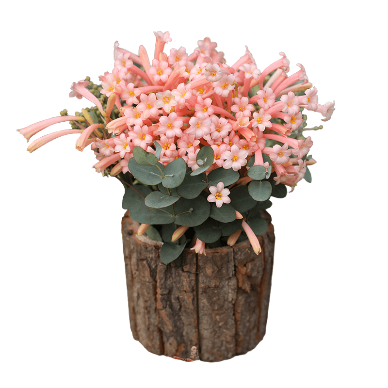 海妈家冬季开花球根花卉植物