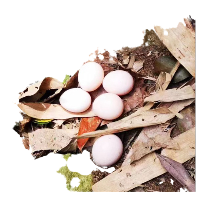 东升农场凤竹山土鸡蛋