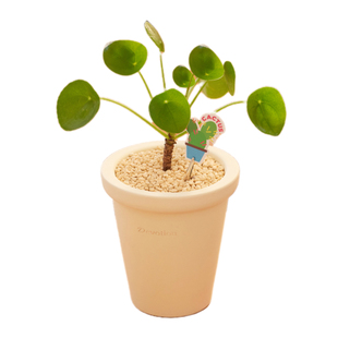 镜面草盆栽老桩办公室绿植四叶草四季室内植物花卉桌面摆件好养活