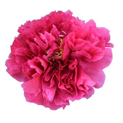 花王牡丹多层重瓣观赏性强精品