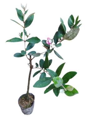 单丛茶苗鸭屎香茶蜜兰香乌叶白叶
