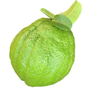 清供香橼佛手柑赏闻新鲜水培绿植食用清供卧室植物天然香薰云南