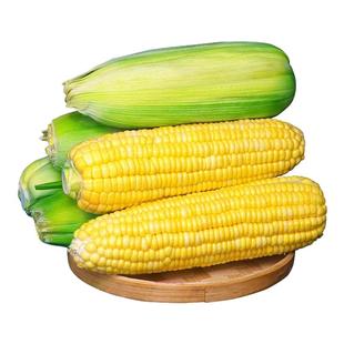 广西农家水果玉米9斤新鲜生吃甜玉米棒子粘苞谷米现摘糯包邮蔬菜5