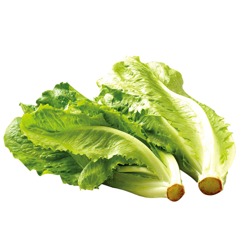 新鲜罗马生菜罗纹沙拉菜