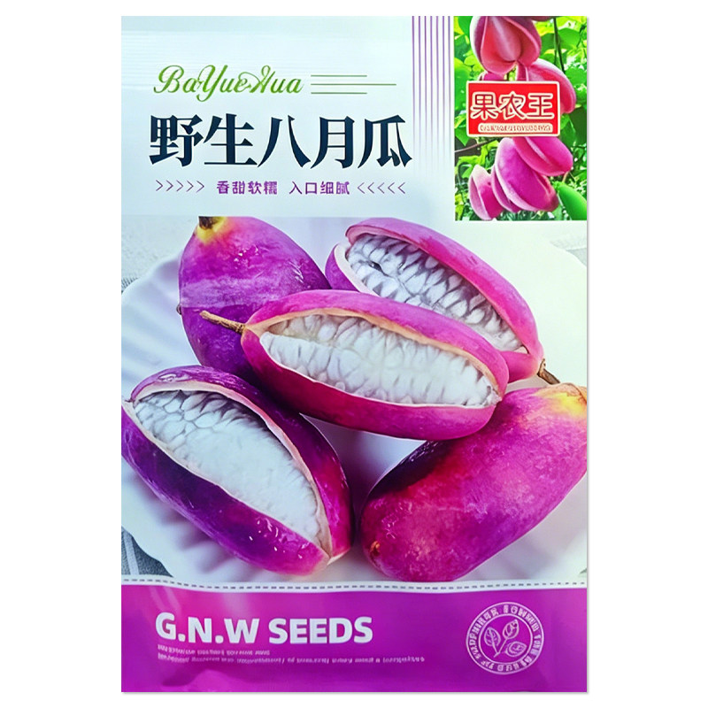 野生八月瓜种子水果种子