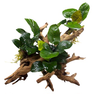 懒人沉木水草水榕树生态鱼缸造景装饰真木头淡水增氧水质净化水草