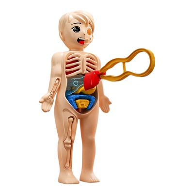 3d结构骨骼架模型器官脏解剖医学可拆卸拼装生物人体儿童科学玩具