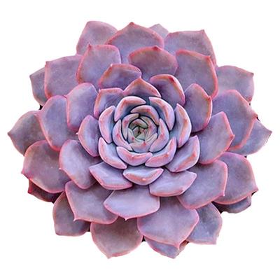 阳台室内好养美观多肉植物