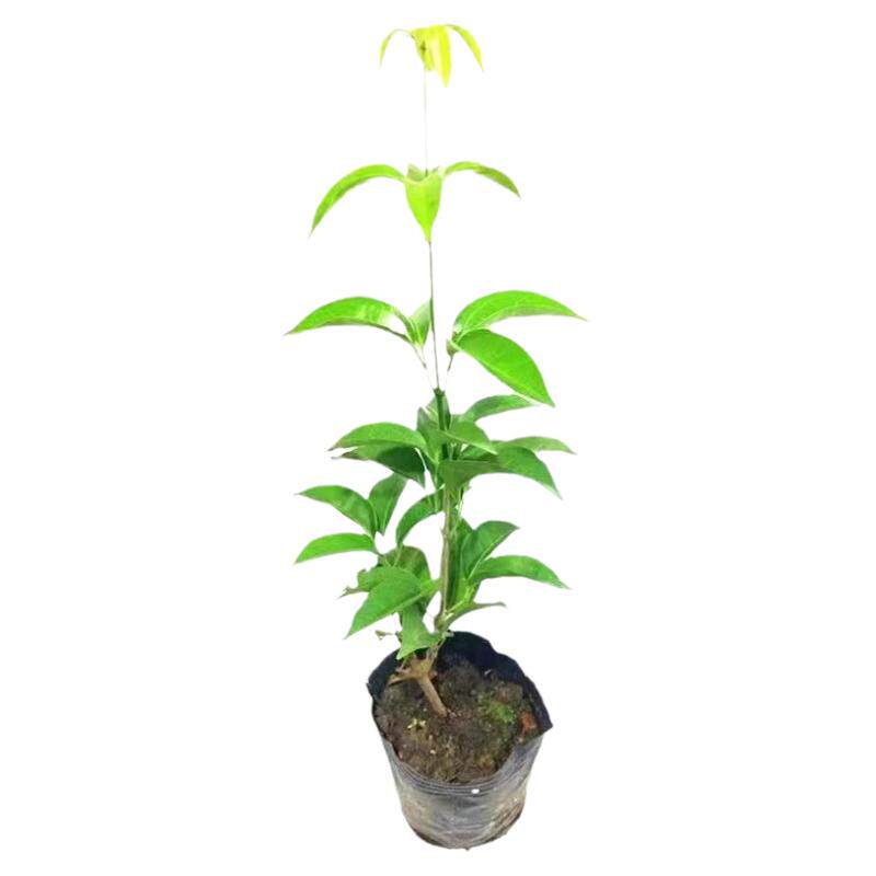 爬藤植物蒜香藤花苗庭院围墙藤本四季常绿秋冬季开花密集变色藤花