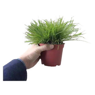 姬十二单 花叶筋骨草地被植物 多年生宿根 黄金姬 姬月季 金凤凰