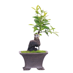 金弹子盆栽造型小品盆景室内茶桌茶台绿植办公室好养观叶植物盆景