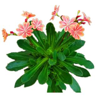 露薇花琉苇草带花发货盆栽露微花卉观花小植物混色多肉肉植物组合