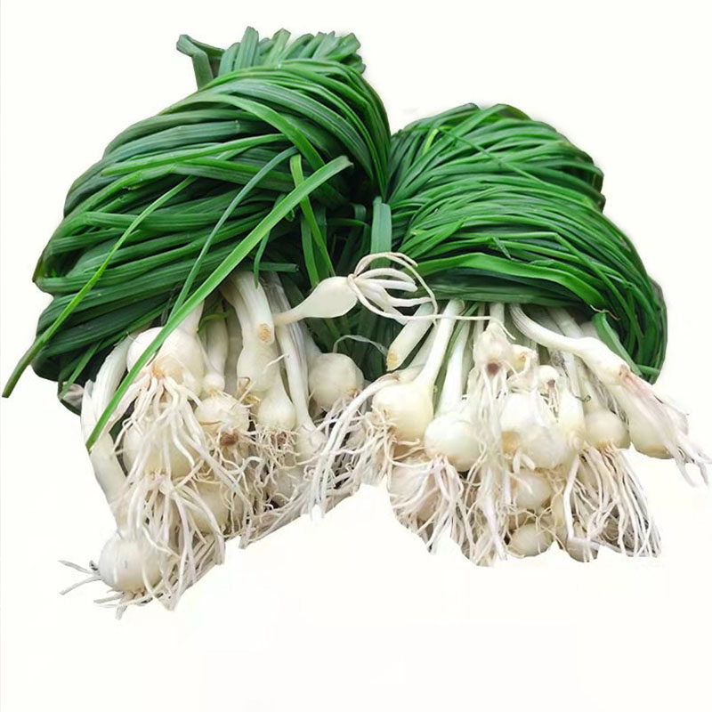 湖南野葱新鲜野菜现挖小根蒜胡葱野生葱百香葱苦藠头薤白种苗包邮