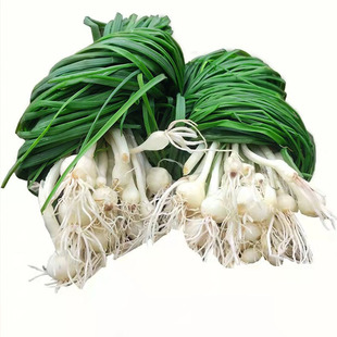 湖南野葱新鲜野菜现挖小根蒜胡葱野生葱百香葱苦藠头薤白种苗包邮