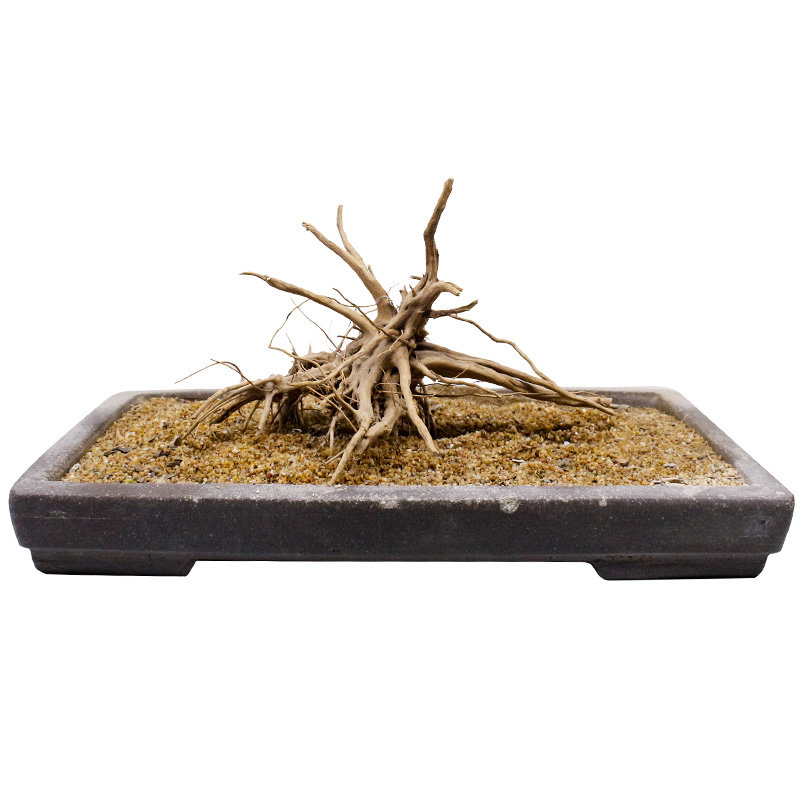 鱼缸造景沉木小号栖根杜鹃根造型树根一木成景小草缸专用莫斯树桩