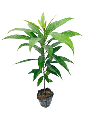 鸡蛋果树苗盆栽嫁接苗当年结果